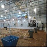 New Design Uae Chicken Farm Poultry Equipment for Sale