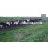 low cost advanced design cow farm building automtic equipments